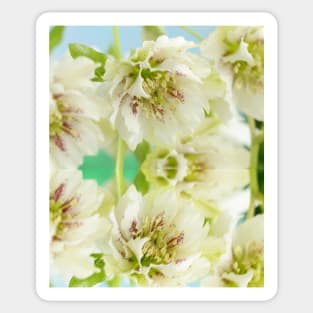 Helleborus x hybridus  Double white with spots  Hellebore Sticker